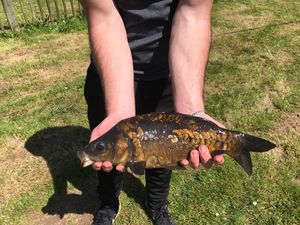 Mirror Carp