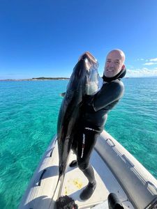 Greater Amberjack