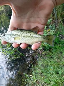 Largemouth Bass