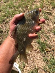 Common Carp