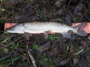 Northern Pike