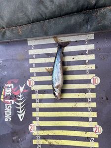 Gudgeon