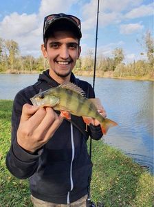 European Perch