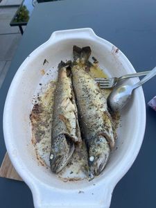 Brown Trout