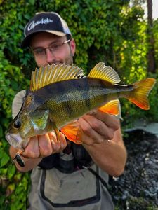 European Perch