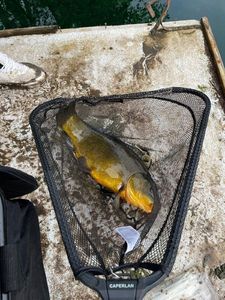 Tench
