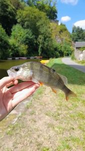 European Perch