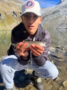 Lake Trout