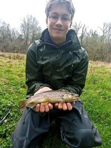 Brown Trout