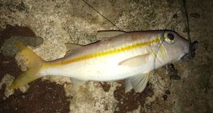 Surmullet