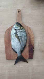 White Seabream