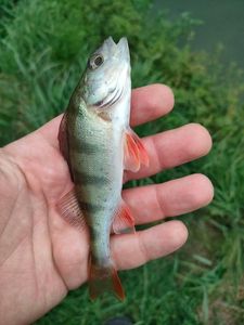 European Perch