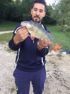 European Perch