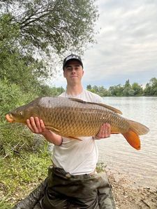 Common Carp
