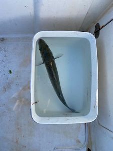European Bass (Seabass)