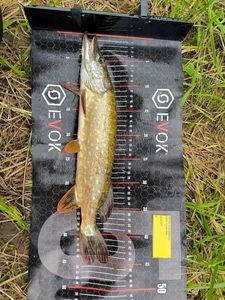 Northern Pike
