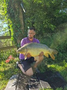 Mirror Carp