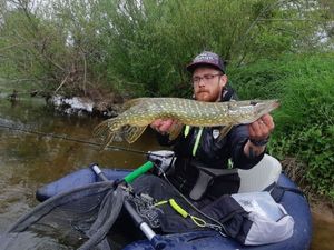 Northern Pike