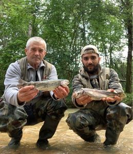 Brown Trout
