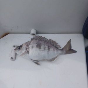 Black Seabream