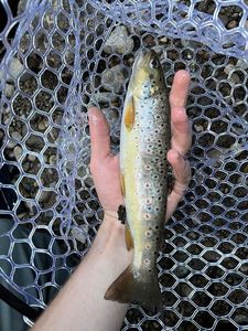 Brown Trout