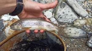 Brown Trout