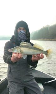 Zander