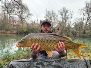 Common Carp