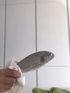 Black Seabream