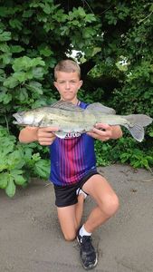 Zander