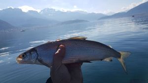 Lake Whitefish