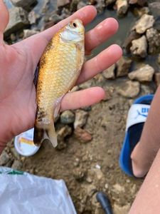 Koï Fish
