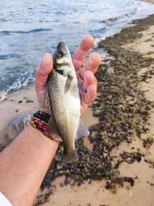 European Bass (Seabass)
