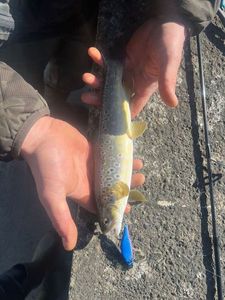 Brown Trout