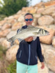 European Bass (Seabass)