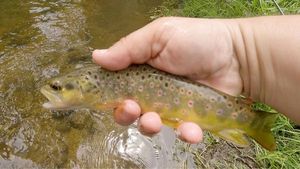 Brown Trout