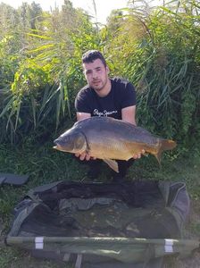 Mirror Carp