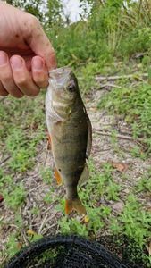 European Perch