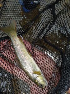 Brown Trout