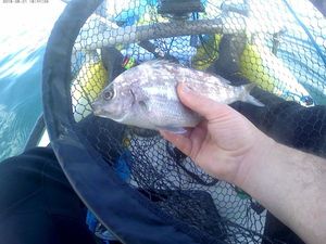 Black Seabream