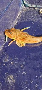Red Gurnard