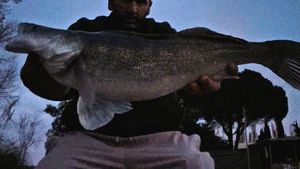 Zander