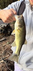 Smallmouth Bass