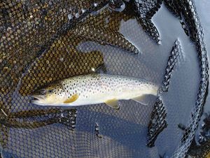 Brown Trout