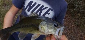 Largemouth Bass