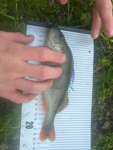 European Perch