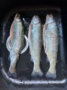 Rainbow Trout