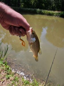 Largemouth Bass