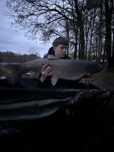 Silver Carp