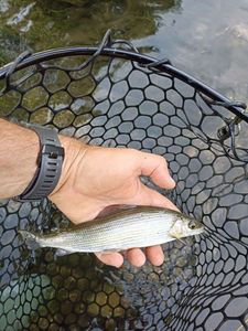 Grayling